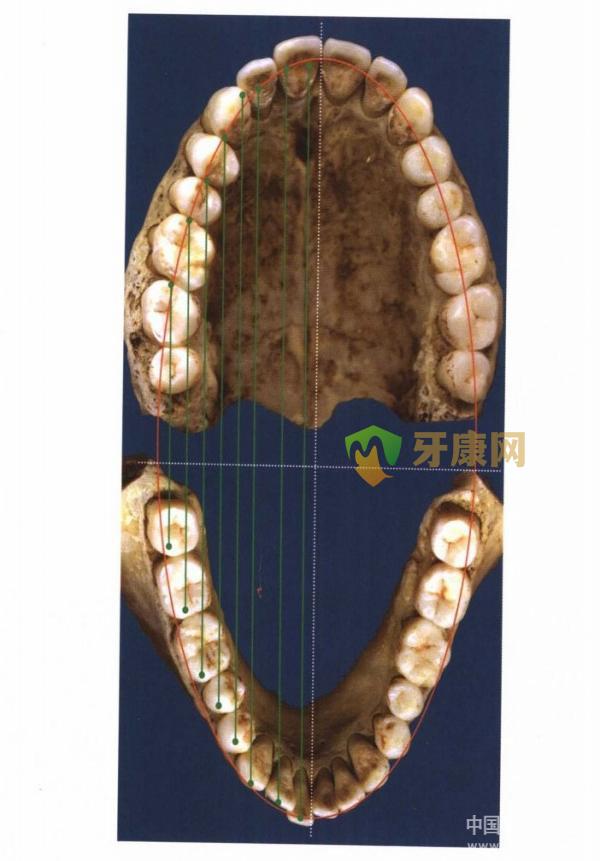 牙齿正常咬合的图片