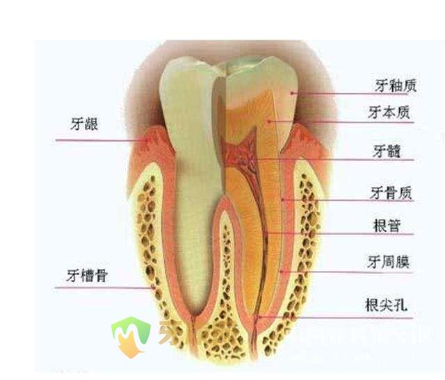 乳牙牙釉质发育不全 换牙后会好吗？