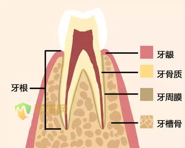 牙齿构成