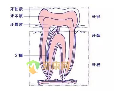 牙齿结构