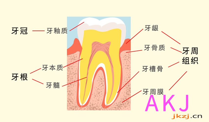 牙齿保健